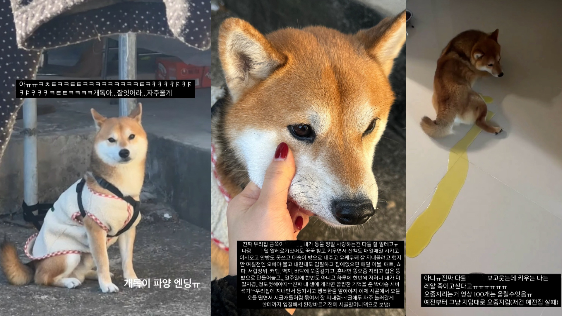 Cover Image for 강아지 대놓고 파양했던 인플루언서의 결말….
