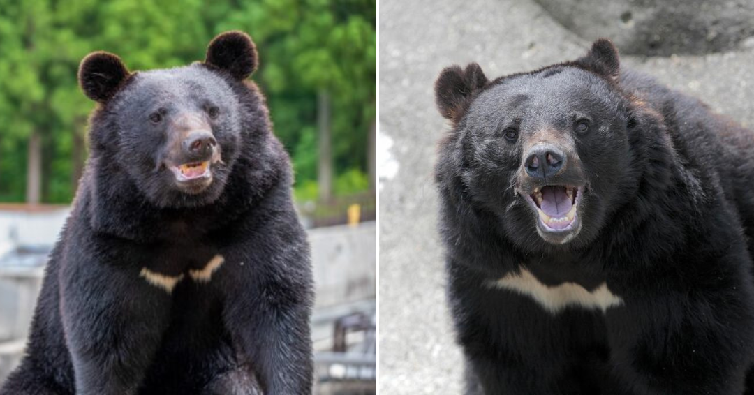 長野のクマ、肉の味を覚える
