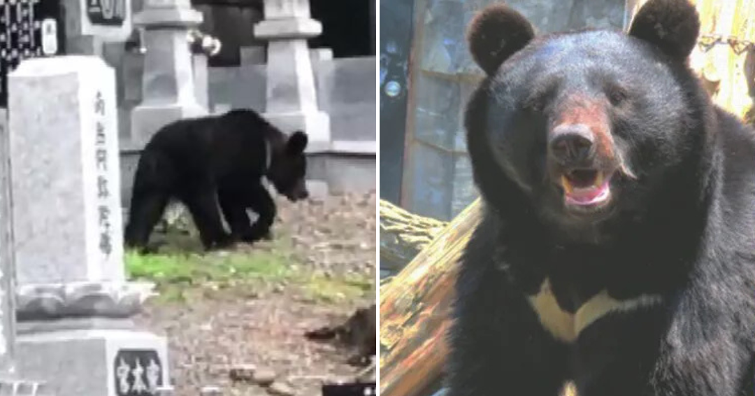 北海道のクマがアドレナリンで興奮している様子