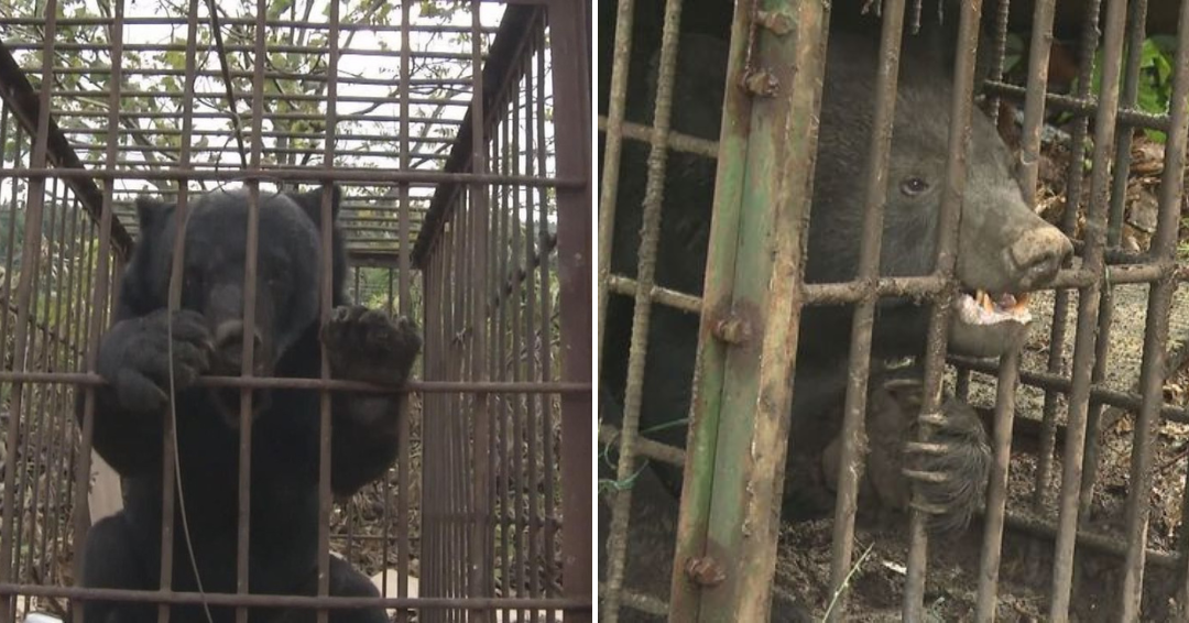クマに追いかけられた中学生の現場、マジで怖い