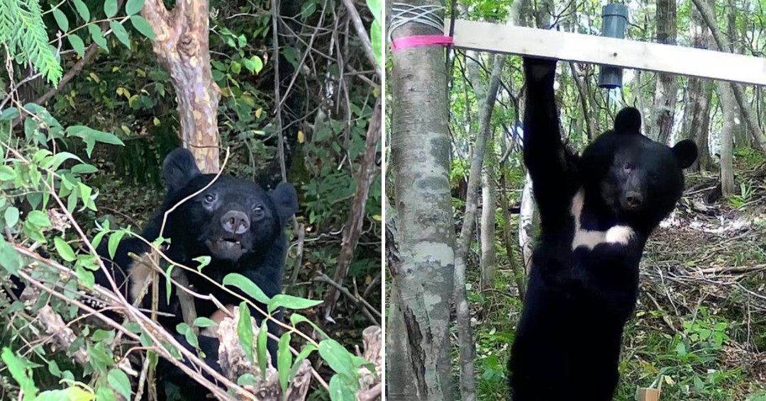 青森のクマ、猫の餌やりすら許さない様子
