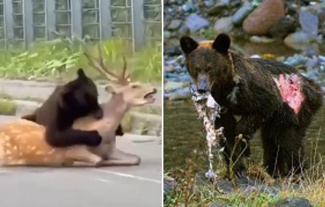 クマ、入れ食い状態に