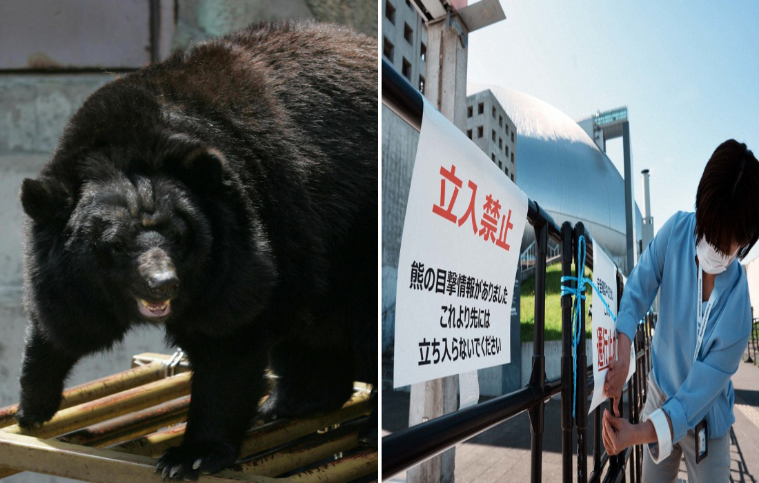 大学教授「東京23区の都心部でも多くの人がクマに襲われる」