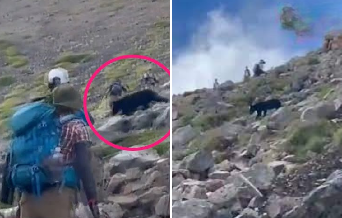 【クマ】登山者らの前に突然… 相次ぐ熊の出没 山でも街でも広がる不安 　長野　NNNセレクション