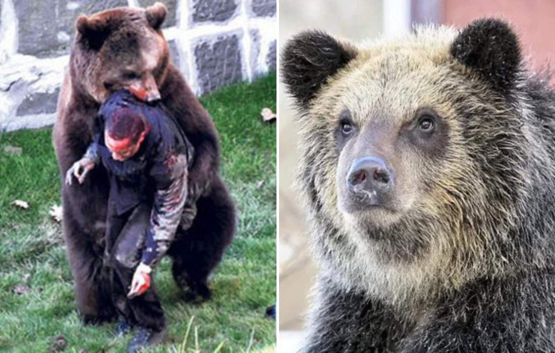 血の味を覚えたクマがこちら