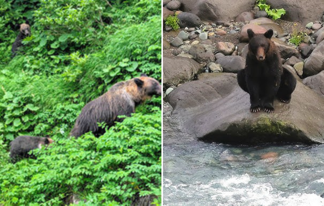 羅臼岳ヒグマ襲撃事件が起きた本当の理由が闇深すぎた【ずんだもん＆ゆっくり解説】