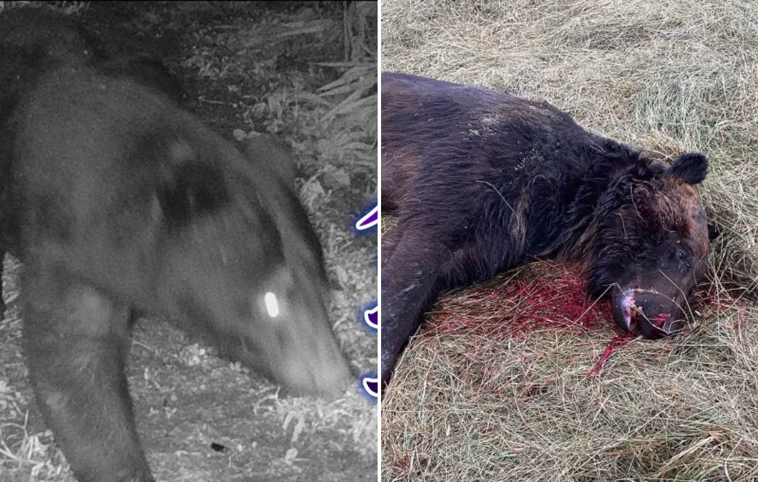 農薬食べて死んだクマ「このままでは自然動物園」